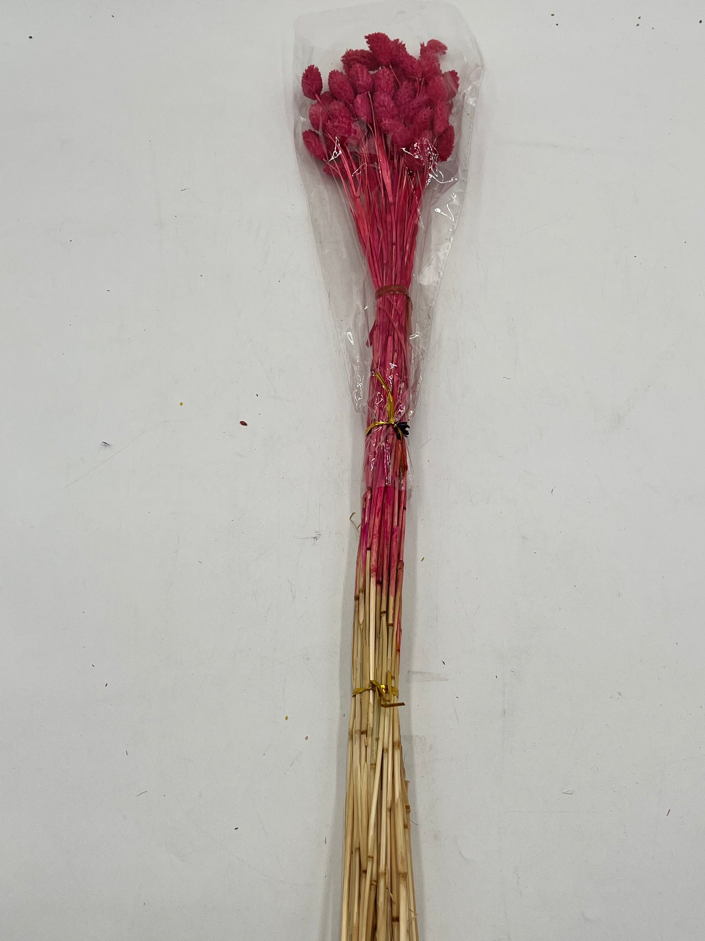Preserved Phalaris (Alpiste)