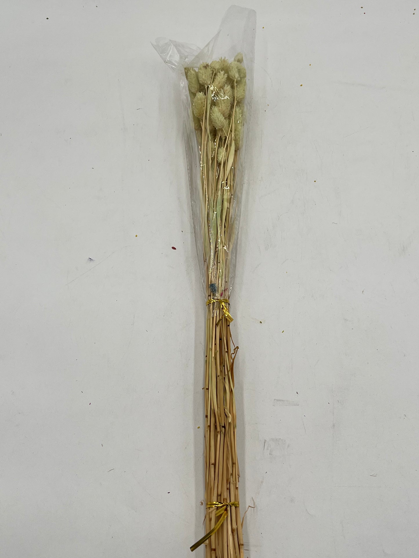 Preserved Phalaris (Alpiste)