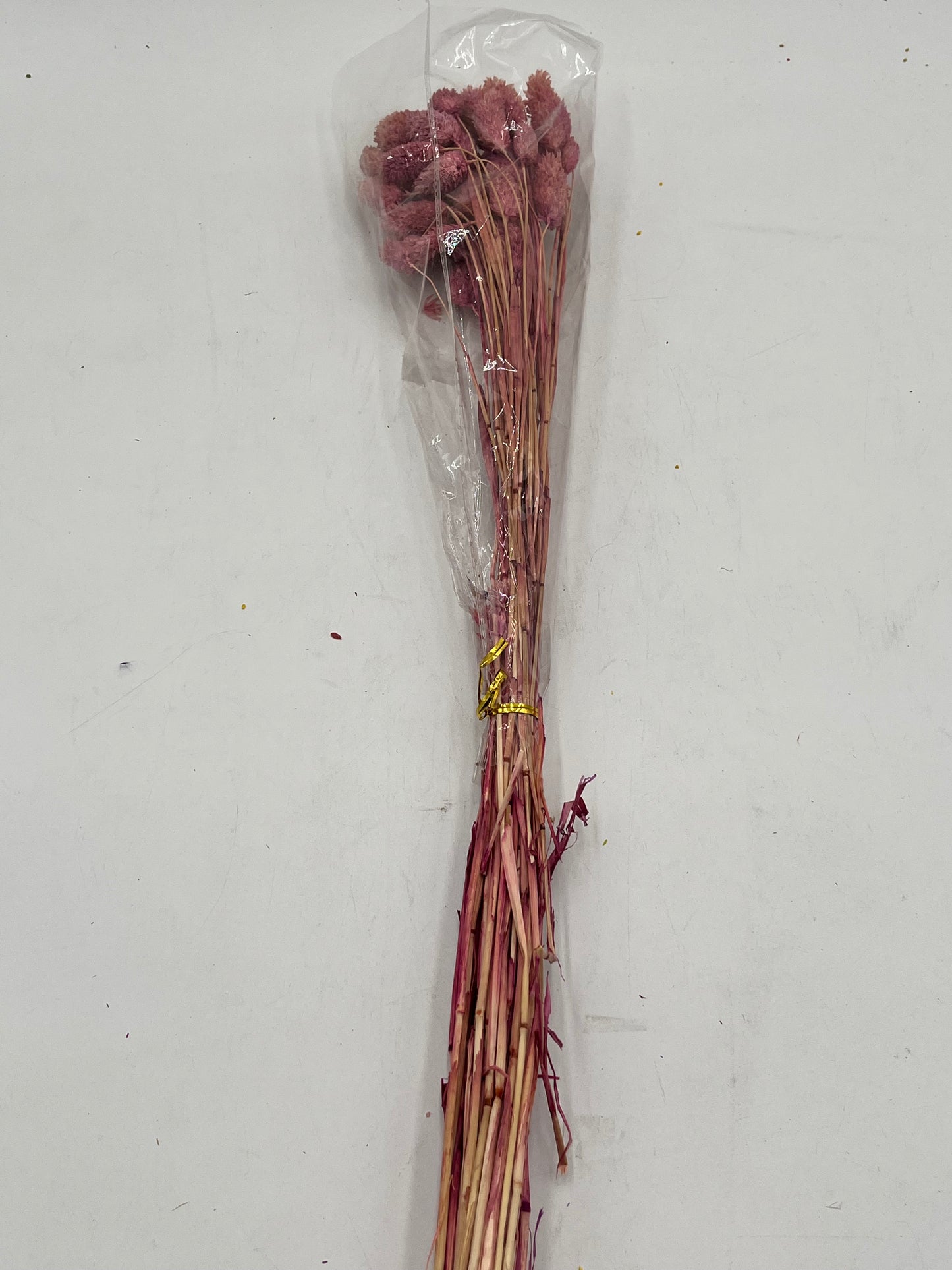 Preserved Phalaris (Alpiste)