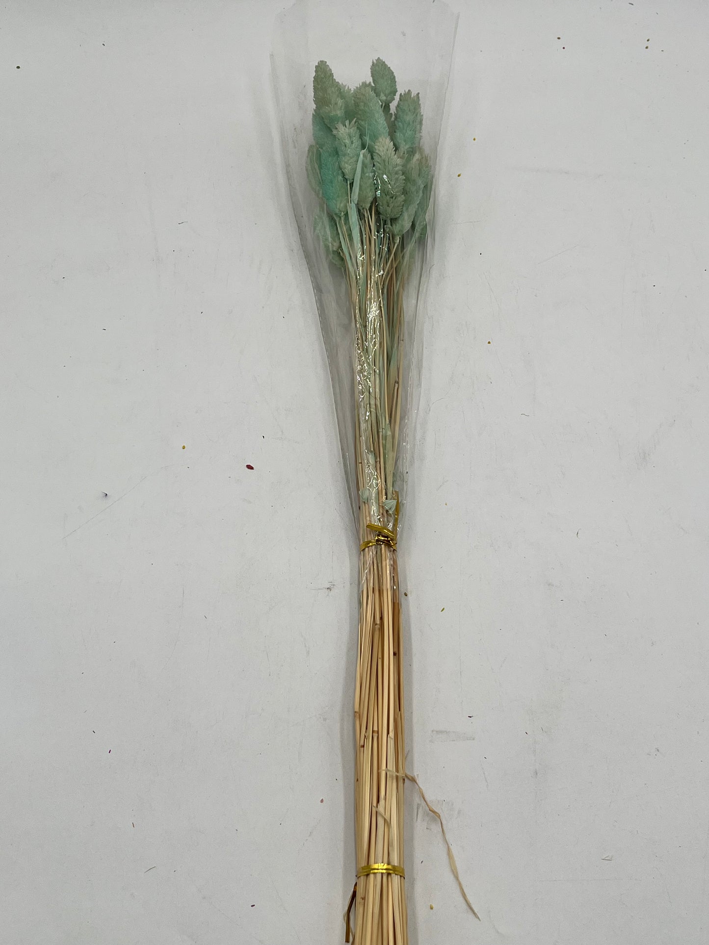 Preserved Phalaris (Alpiste)