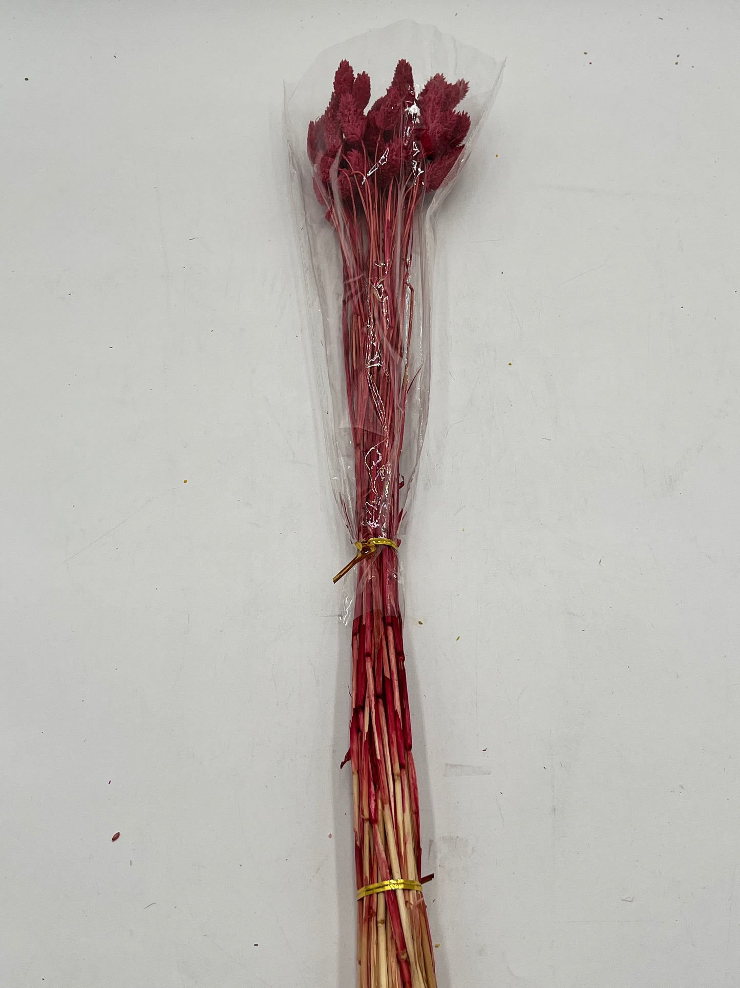 Preserved Phalaris (Alpiste)