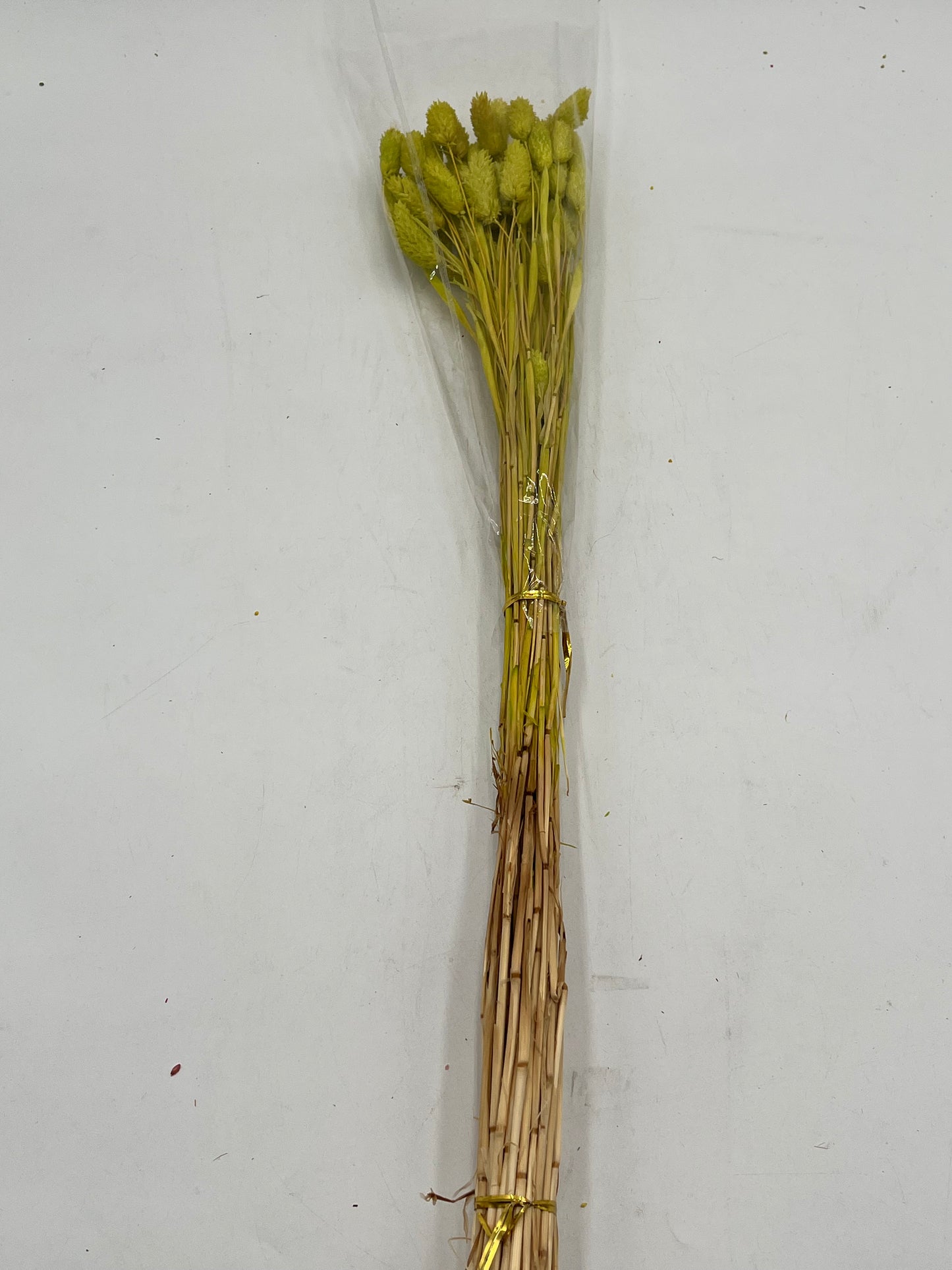 Preserved Phalaris (Alpiste)