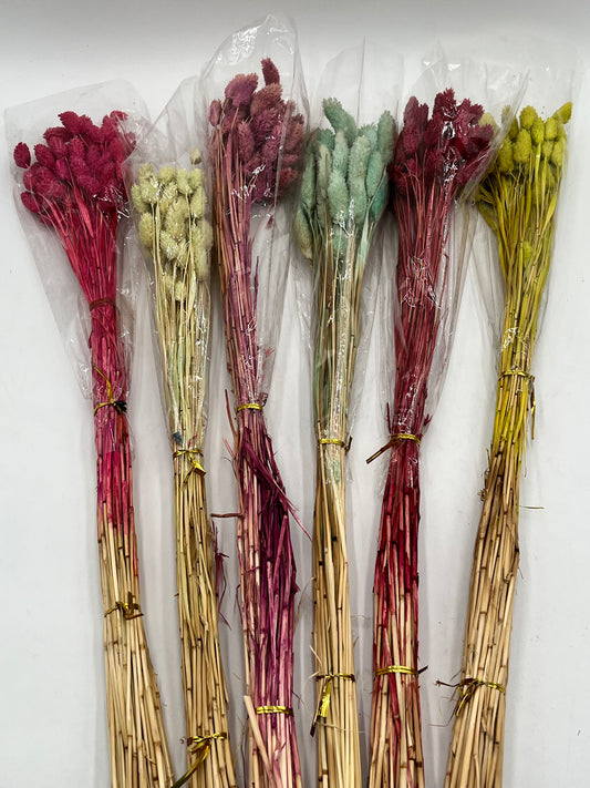Preserved Phalaris (Alpiste)